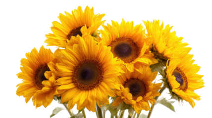 Bright yellow sunflower with large petals and natural green center showing detailed botanical texture isolated on white background
