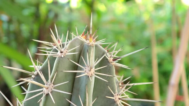 The cactus in the garden has sharp thorns.