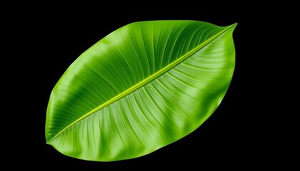 A single, large banana leaf, vibrant green, dramatically isolated against a black background, showcasing its intricate venation and texture,  plant,  venation