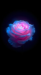 pink rose on black background