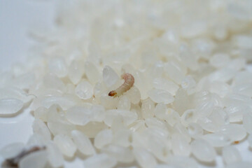 お米に発生したノシメマダラメイガのサナギ