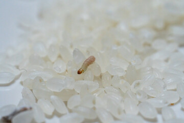 お米に発生したノシメマダラメイガのサナギ