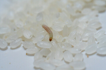 お米に発生したノシメマダラメイガのサナギ