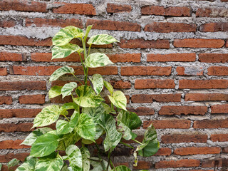 Variegated epipremnum aureum climbing plant growing on old brick wall background