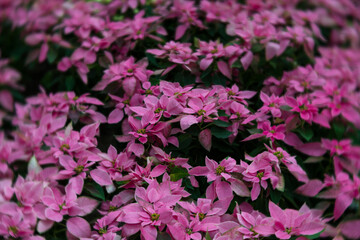 Pink poinsettias arranged in a festive cluster, ideal for Christmas materials, winter décor concepts, and seasonal advertising.