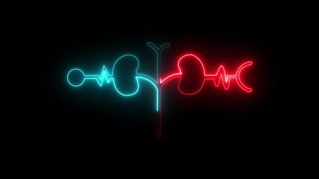 Glowing Human kidney icon animation. This renal system symbol is a neon kidney 4k animation. The kidney was divided into the right and left halves icon animated. heart .