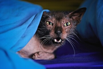 Funny Lykoi Cat yawns in bed. Grump in the morning.