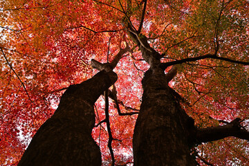 紅葉したモミジ