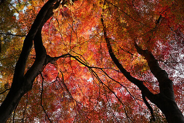 紅葉したモミジ