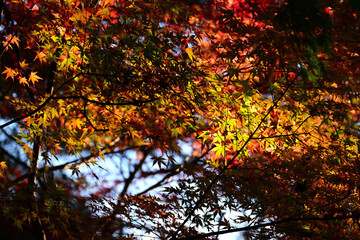 紅葉したモミジ