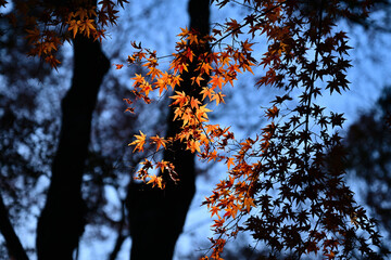 紅葉したモミジ