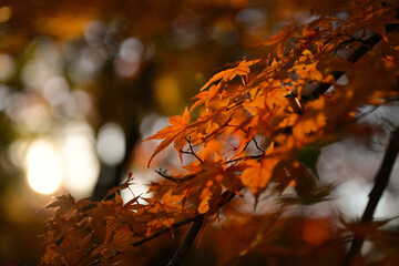 紅葉したモミジ