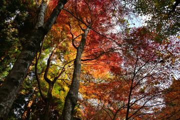 紅葉したモミジ