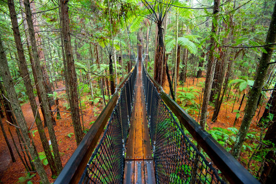 Redwoods Treewalk - Rotorua - New Zealand