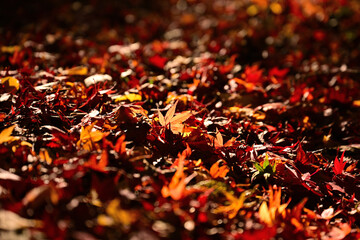 紅葉したモミジ