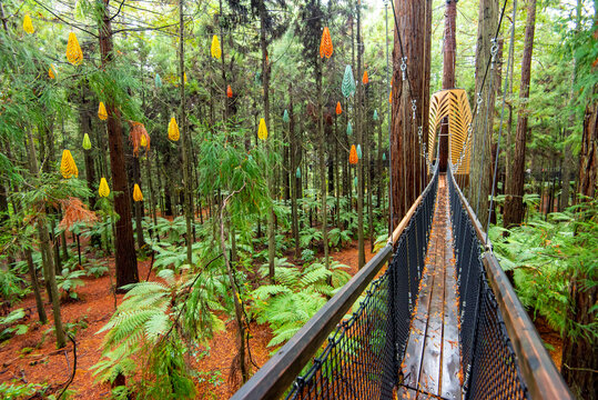 Redwoods Treewalk - Rotorua - New Zealand
