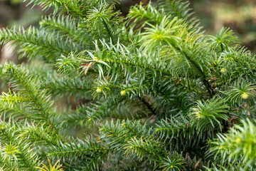 Green pine leave. It is called as needles,