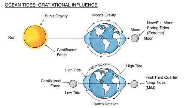 Diagram showing how gravitational forces from the Moon and Sun affect Earth's ocean tides creating high and low tides hand-drawn vector schematic illustration ideal for science and educational concept