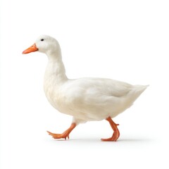 Fototapeta premium A White Domestic Duck Walking Gracefully on a White Background