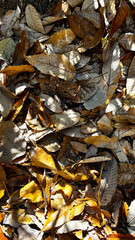 森の中に広がる落ち葉の絨毯