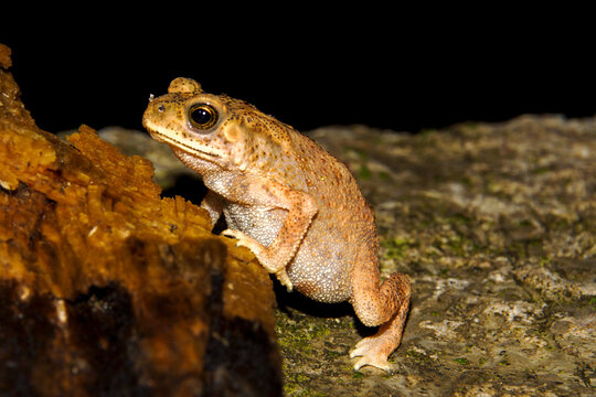 Asian Common Toad (Duttaphrynus melanostictus) during nocturnal activity, South Sulawesi