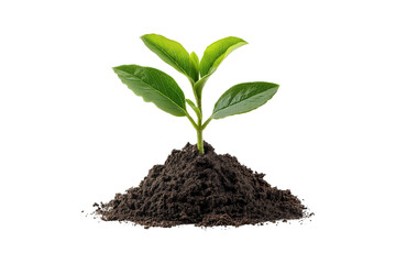tiny green seedling growing in a small clump of soil isolated on transparent background, cut out, PNG
