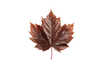 dry brown maple leaf isolated on transparent background, cut out, PNG