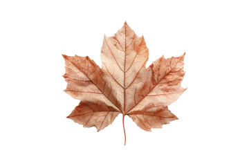 dry brown maple leaf isolated on transparent background, cut out, PNG
