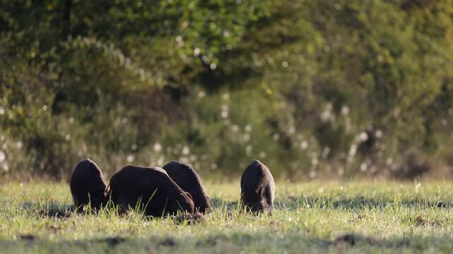 Group of youngs wild boars with striped piglet turning over the ground in search of food in a plain. Sus scrofa, Sologne, Loiret 45, r&eacute;gion Centre Val de Loire, France, European Union, Europe