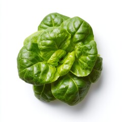 Obraz premium Fresh Green Leafy Lettuce Isolated on White Background for Healthy Eating and Culinary Uses