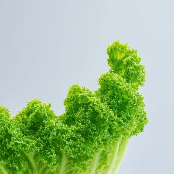 Fresh Green Lettuce Leaf with Curly Edges in Bright Light for Healthy Food Concept