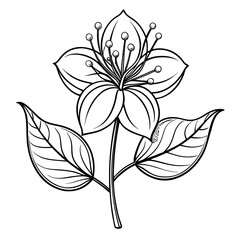 clerodendrum trichotomum  line art