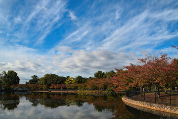 葉っぱが色づき始めた桜並木がある池の上空に、下層の積雲（綿雲）と高層の巻雲（すじ雲）が浮かんでいる風景