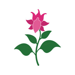 Pink lotus flower with green leaves on white background, simple illustration, isolated Vector