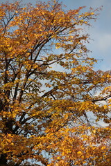 黄葉が熟成を極め、早朝の陽光で金色に輝くシナノキ