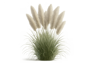 Pampas grass with its distinctive soft, white plumes and green foliage, acting as an elegant ornamental plant