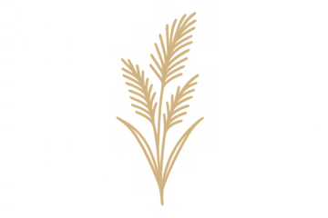 Pampas grass minimalist illustration with beige plumes, decorative fluffy reed plant graphic on transparent background