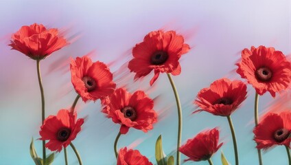 Fototapeta premium Vibrant Red Poppies Against a Soft, Dreamy Background.