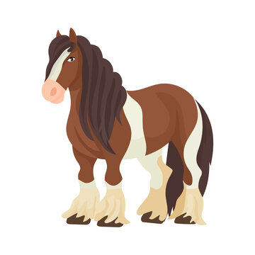 Gypsy Vanner horse. Flat vector clipart, illustration with isolated background.