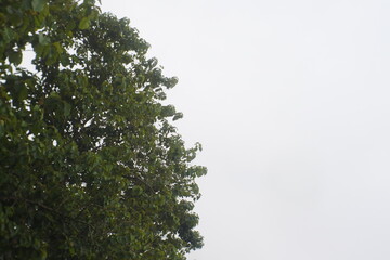 green tree branches on the sky