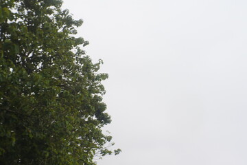 green tree branches in the sky