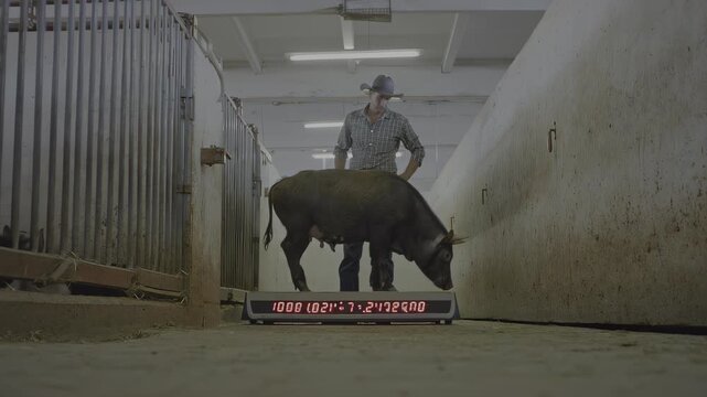 Farmer weighing a pig in a barn