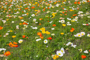 Beautiful poppy flower garden. The Expo 70 Commemorative Park, Osaka, Japan