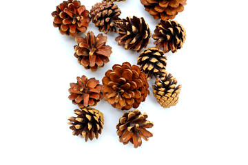 Pine cones on white background