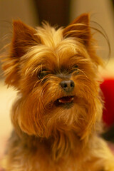 Fototapeta premium closeup yorkshire terrier face with expression, warm indoor lighting highlights fluffy fur and whiskers, open