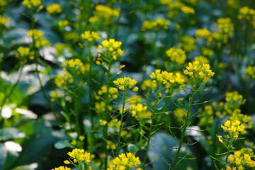 Choy Sum or flowering white cabbage growing in a garden bed