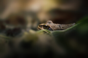 Common Frog hiding in moss, macro close-up, dark forest.