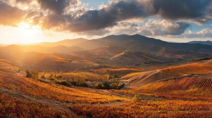 Vineyards on Rolling Hills During Harvest in Autumn With Warm Sunset Light and Open Sky in the Countryside