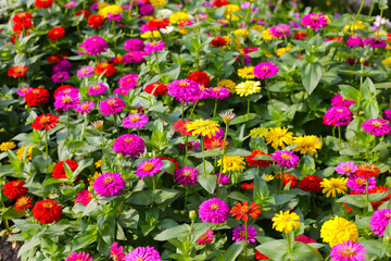 Colorful zinnias in full bloom brightens the garden