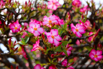 Fototapeta premium Adenium obesum, Close-up of blooming desert rose with green leaves.